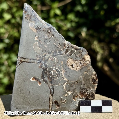 Promicroceras ammonite fossil - ammonite,
