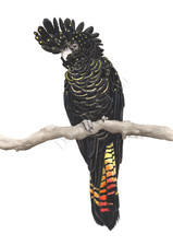 Watercolour Red Tailed Black