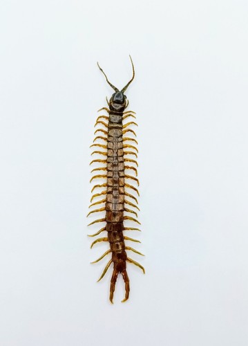Entomology taxidermy - taxidermy,