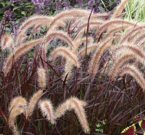 Perennial grass plants 3 - a,
