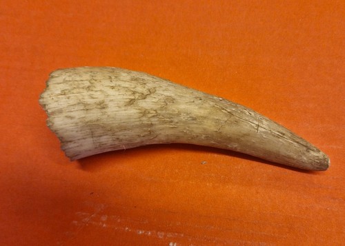 Goats horns - goats,