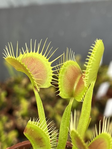 Venus flytrap dionaea - -,