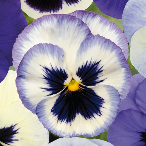 Pansy ocean breeze - pansy,