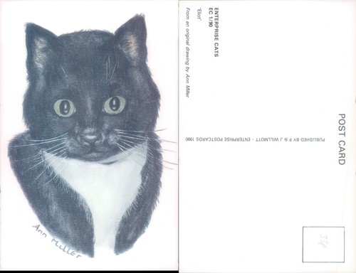 Postcard black and - and, cat