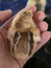 Pekin Bantam (Cochin) 🐣
