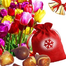 Mixed Colour Tulip Bulbs