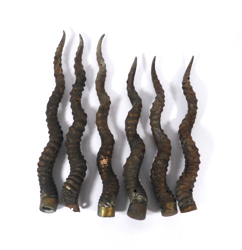 Aged large animal horns - animal,