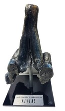 Aliens 1986  Genuine Movie