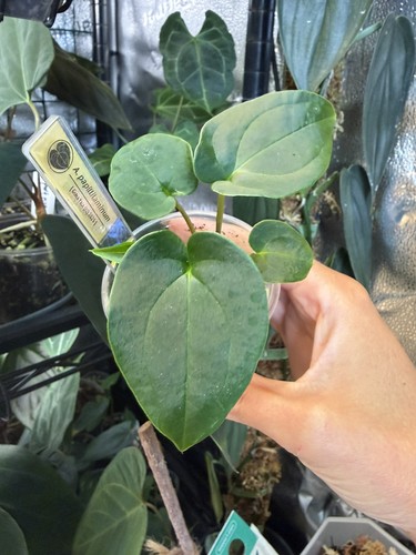 Anthurium papi guna yala - , f2