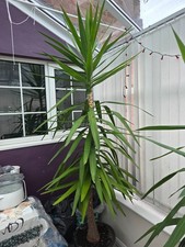 Large yukka plant to big lounge, restaurant or garden