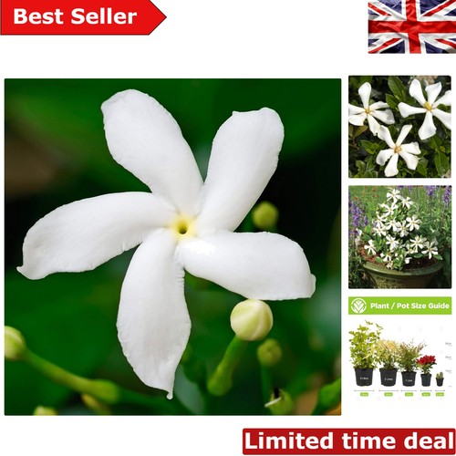 Lush green gardenia - lush,