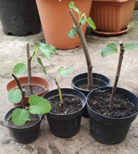 Organic live fig - live, plant