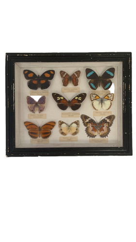 Framed butterfly specimen - butterfly,
