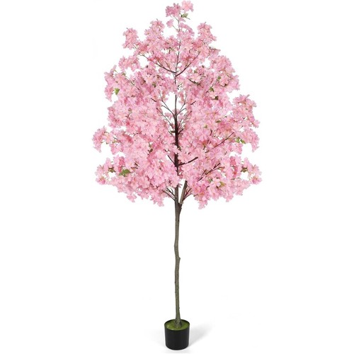 6ft tall cherry - tall,