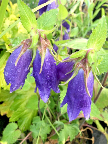 Campanula sarastro herbaceous - ,