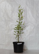 Contorted Willow, Twisted, Corkscrew, Salix Matsudana in a 17cm - 2 Litre  Pot