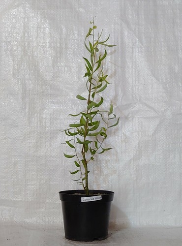 Contorted willow twisted - willow,,
