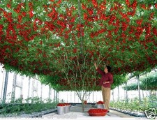RUSSIAN TOMATO SEEDS - GROW YOUR OWN TOMATO TREE ! 1500 KG FRUITS FROM 1 PLANT