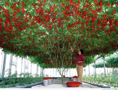 Russian tomato seeds - -, grow