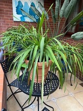 cymbium orchid plant in 14"