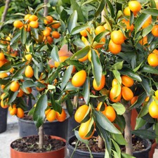 Citrus kumquat tree with - citrus,