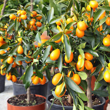 Citrus 'Kumquat' Tree with