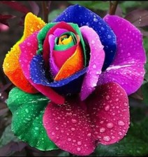 100 pcs Rainbow Rose Flower seeds Home Garden Rare Flower Seeds Multi-Colors