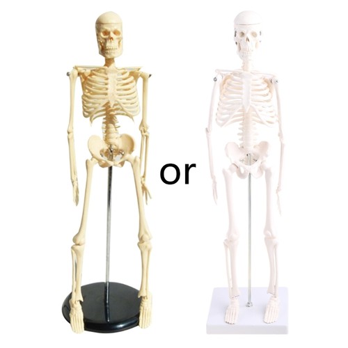 Medical mini human skeleton - mini,
