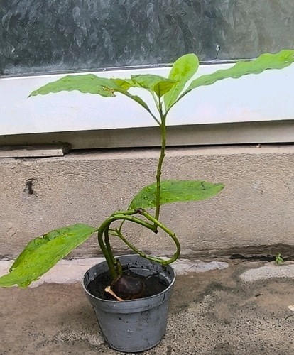 Avocado plant - avocado, .
