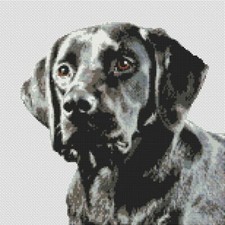 Black labrador lab - black, puppy