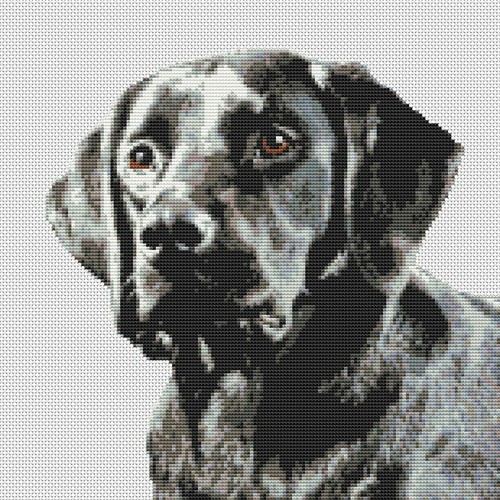 Black labrador lab dog - dog, puppy