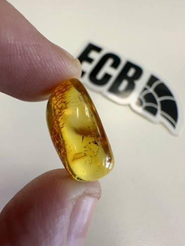 Baltic amber with - baltic,