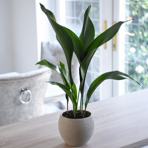 Aspidistra elatior house - aspidistra,