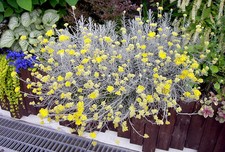 Curry Korma herb plant silver