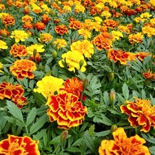 Marigold Bedding Plants 6 Pack