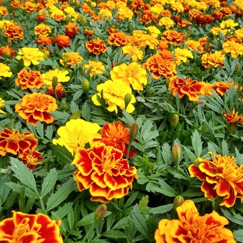 Marigold bedding plants - bedding, pack