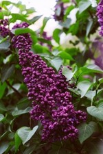 Syringa LILAC CHARLES JOLY Shrub Tree 5L Pot Purple Scented Spring Flowers 24ins