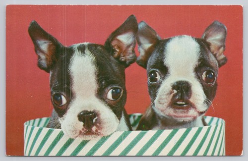 Vintage boston terrier - vintage,