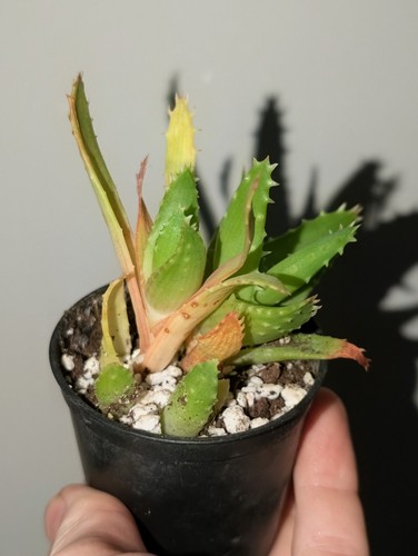 Small aloe mitriformis mitre - small,