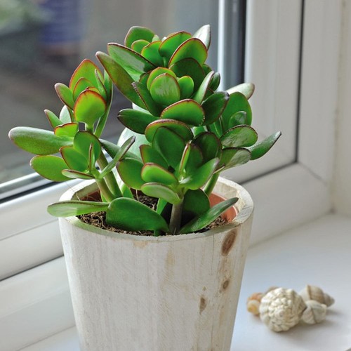 Crassula ovata house - house, /