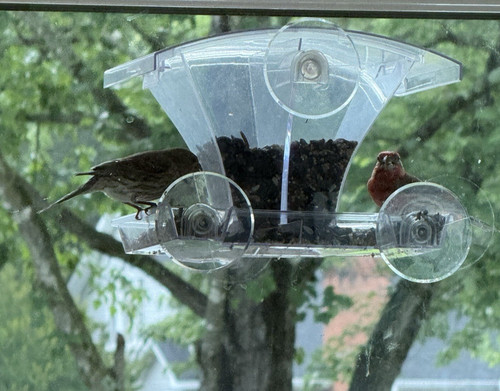 Window bird feeder waterproof - bird,