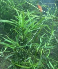 Guppy Grass Aquarium Tropical Plant 10g Shrimp Fish Tank safe Najas Guadalupensi