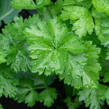 Celery leaf herb culinary - herb,