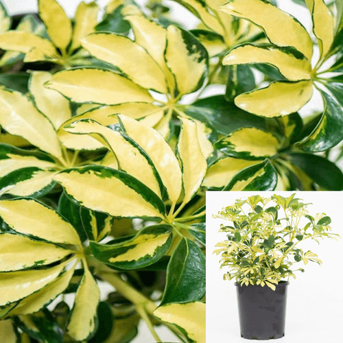 Schefflera trinette yellow - yellow, 4"