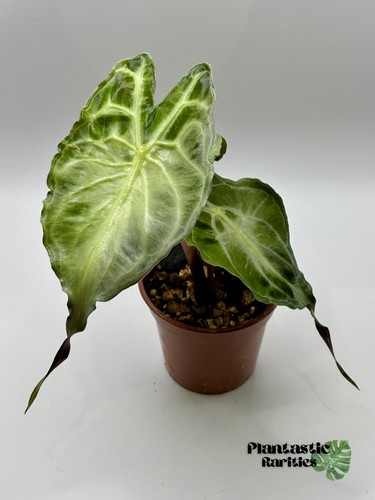 Alocasia venom rare - alocasia,