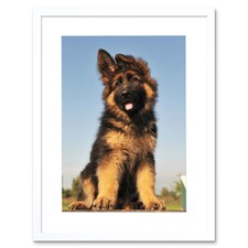 Puppy German Shepherd Alsatian Photo Framed Art Print Picture & Mount 12x16 Inch