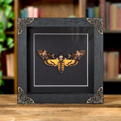 Death head taxidermy - taxidermy, moth