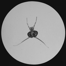 HEAD OF EPHEMERON FLY 1894 OLD MICROSCOPE PHOTO Magic Lantern Slide INSECT 