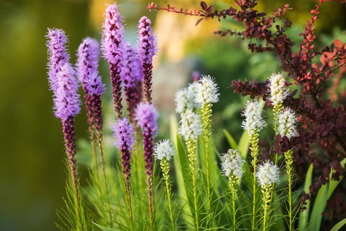 Liatris spicata gayfeather - liatris,