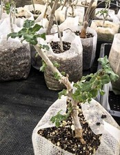 Rare Boswellia sacra Random